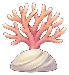 A young coral